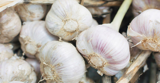 11 Confirmed Health Advantages of Garlic