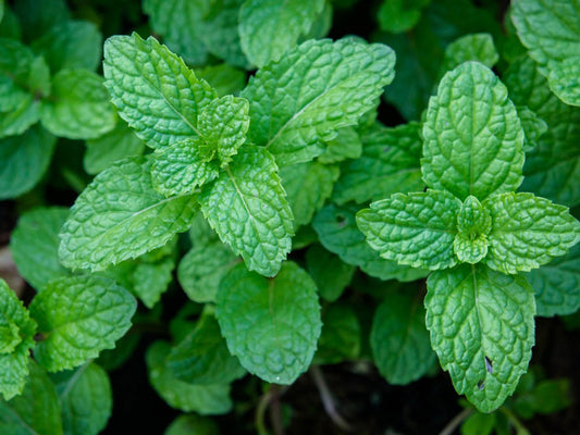 Health Advantages of Mint: 8 Stunning Benefits